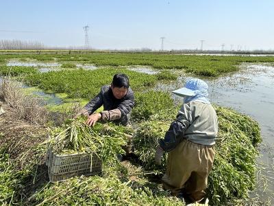 水生 “摇钱树”：一年三茬 亩亩生金村民笑开颜