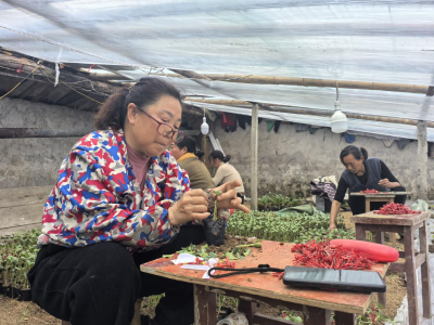 “瓜瓜菜”轮作模式 开启甜蜜新生活