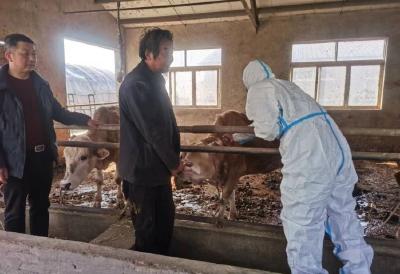 周矶管理区扎实推进春季重大动物疫病防控工作