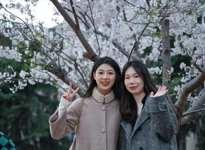 樱花只开七天，同事用镜头记录下他们永恒的“第八天”故事 