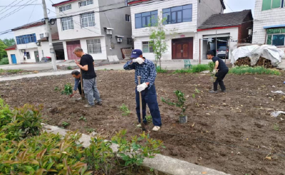 潜江：栽下致富树 扮靓乡村颜