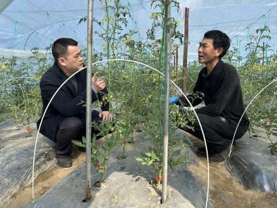 农技专家入棚支招 瓜果蔬菜生产有保障