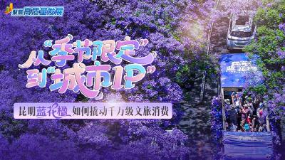 聚焦高质量发展｜昆明蓝花楹如何撬动千万级文旅消费