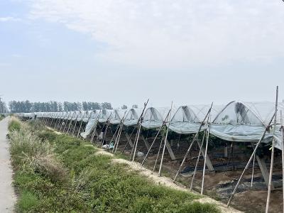 疏果修枝忙 龙湾镇三合村葡萄架下铺就致富路