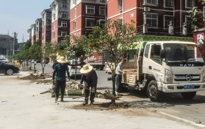 智慧物业移栽桂花树扮靓居民回家路