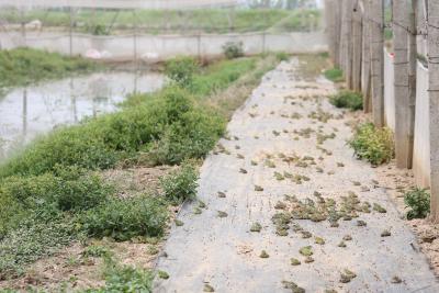 听着蛙鸣奔富路