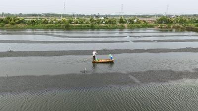 熊口镇赵脑村：一人一船管虾塘 高效养殖展新貌