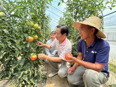 市蔬菜办深入杨市街道开展新品种试验示范调查