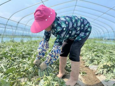 西瓜丰收产业兴 笑颜绽放振兴路