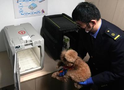 关注宠物经济丨带宠物出行，如何更友好？