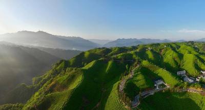 从有机茶园到全球市场 鹤峰式服务助力大宗茶扬帆出海