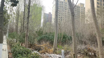 潜江“转角花海”爆红 破旧闲置地 “蝶变” 网红打卡地