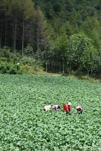 油菜产业综合产值突破10亿元——恩施油菜“初长成” 