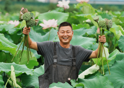 荷塘丰收采莲忙