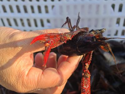 潜江龙虾：这个冬天，我决定不冬眠