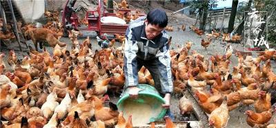 新春走基层 | 让土鸡蛋“飞”出大山，襄阳这个直播间“播”出好年景