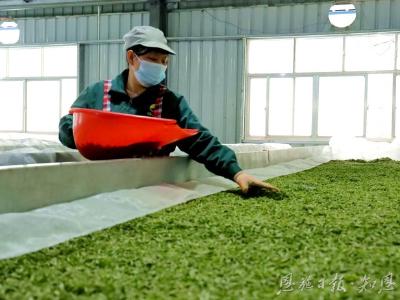 武陵春早茶事忙