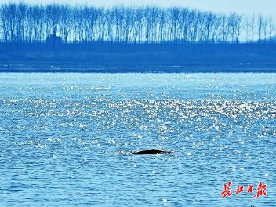 一头江豚回归的理念之变——江豚从两端向市区“前进”