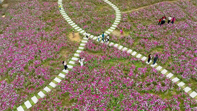 满城芳华·蝶变进行时丨潜江：花开满巷 同心润城