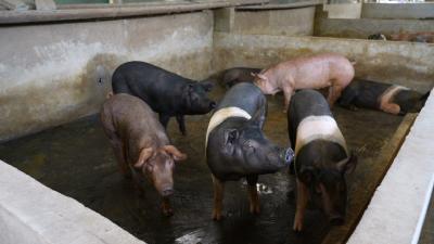 【你好！新乡村】恩施来凤：发展循环农业产业 实现“生态”“经济”双赢