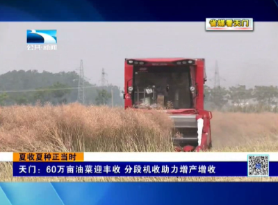 【省媒看天门】我市60万亩油菜迎丰收 分段机收助力增产增收