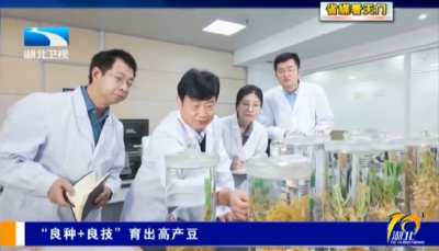 【省媒看天门】 “良种+良技”育出高产豆