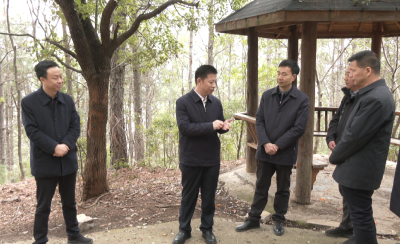 纪道清调研佛子山生态茶园建设推进情况时强调 高标准推进生态茶园建设 全力加快茶文旅深度融合