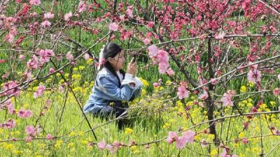 湖北屈家岭：“一朵桃花”成为激活乡村振兴“金钥匙”