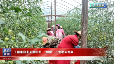 【记者走基层】千禧果迎来采摘旺季 “甜蜜”产业助农增收