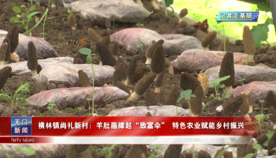 【记者走基层】 横林镇尚礼新村：羊肚菌撑起“致富伞” 特色农业赋能乡村振兴