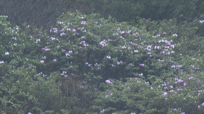 雨后杜鹃花更艳