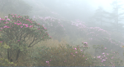 神农谷雾里看花 游客称像仙境