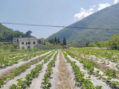 湖北神农架：松柏镇龙沟村的草莓进入成熟期