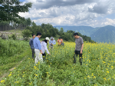 林区农业农村局联合国家绿肥产业技术体系岗位科学家技术团队开展绿肥种植调研指导