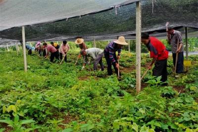 王涛:返乡种植中药材 种出致富新良方