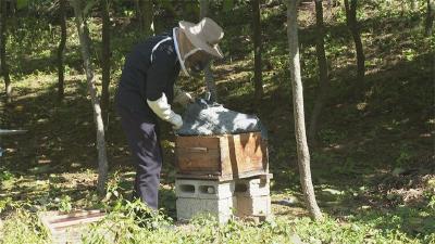 黑熊频繁现身神农架积极应对“保安挽损”