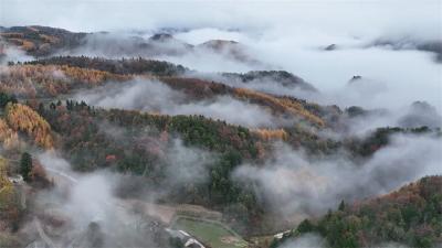 层林尽染冷杉红 红河村秋意正浓