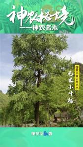 毛果小叶杨