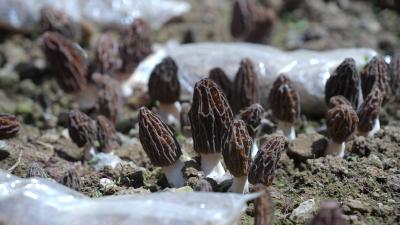 阳日镇朝阳村羊肚菌抢“鲜”上市