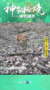 小麂