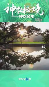 枫杨