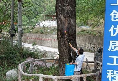 “一树一策”精准呵护 神农架科学守护古树名木
