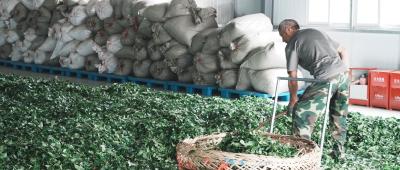 【神农五谷·茶谷】神农架首条碾茶生产线投产