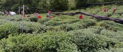 【神农五谷·茶谷】红坪镇红花村：抹茶基地铺就家门口“致富路”