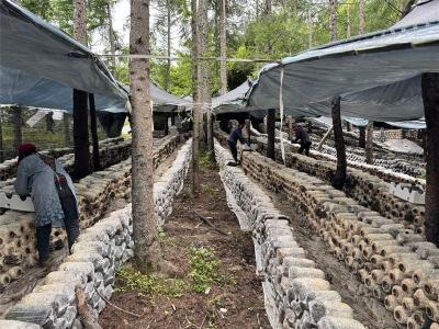 红坪镇：仿野生菌林下种植　铺就产业升级致富路