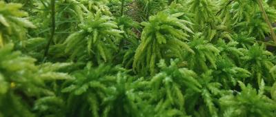 闲置水池变身泥炭藓种植样地