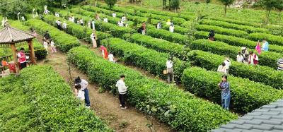 【神农五谷·茶谷】木鱼镇茶谷：茶旅融合绘就乡村振兴新图景
