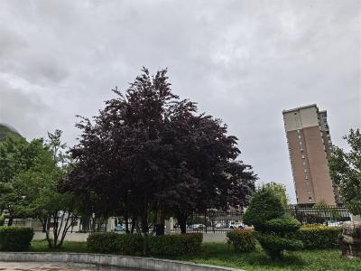莫为尝鲜“踩雷”松柏城区紫叶李果实不宜食用