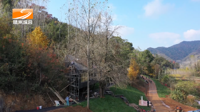 V视|《神韵随州 一见钟情》千年银杏随宿洛阳 湖北首个特色民宿集群等你来