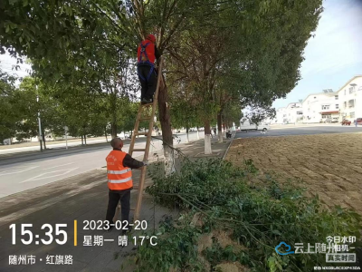 修剪树枝除隐患  美化环境靓家园